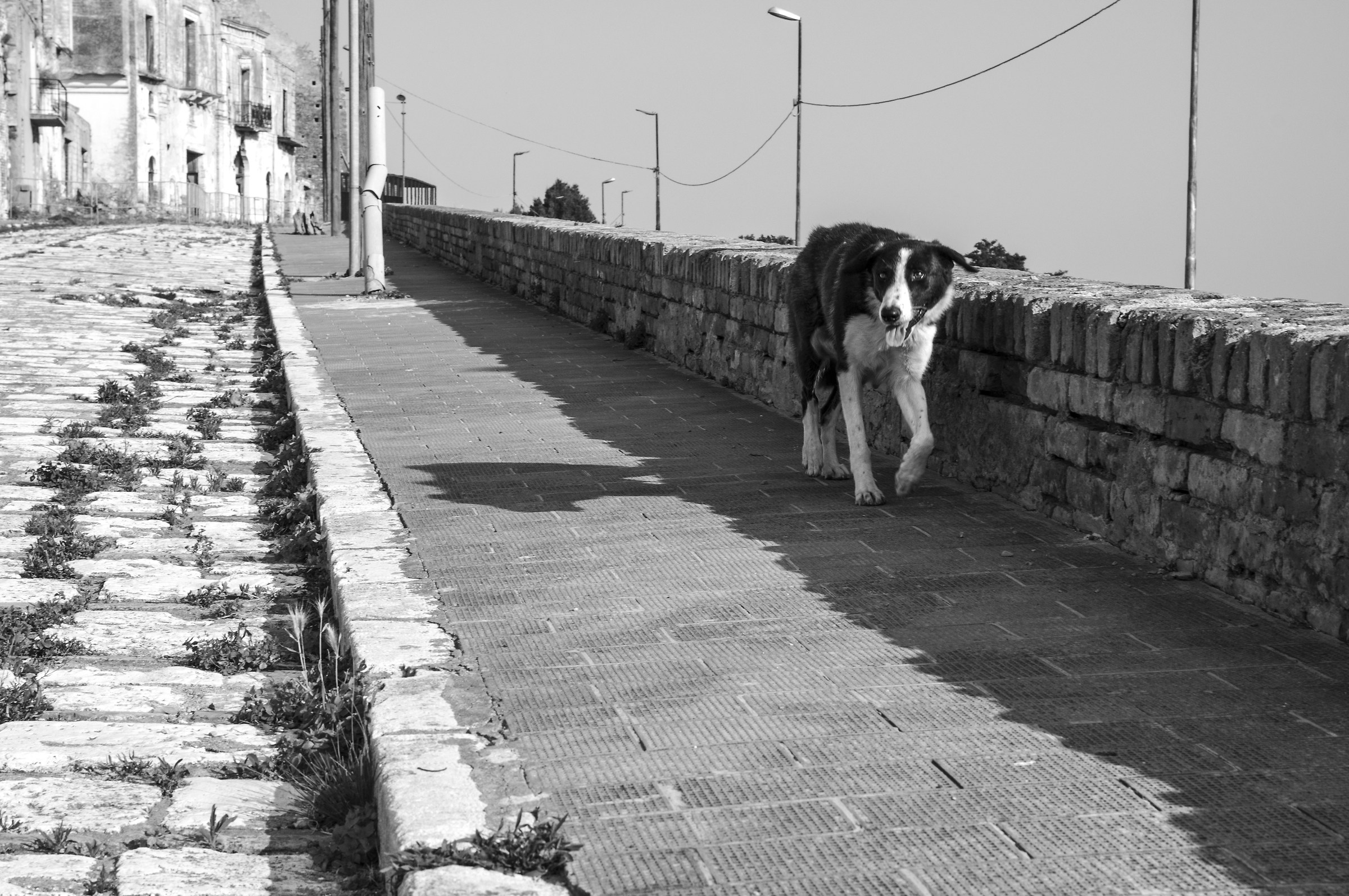 A stray dog ??in the city of Craco