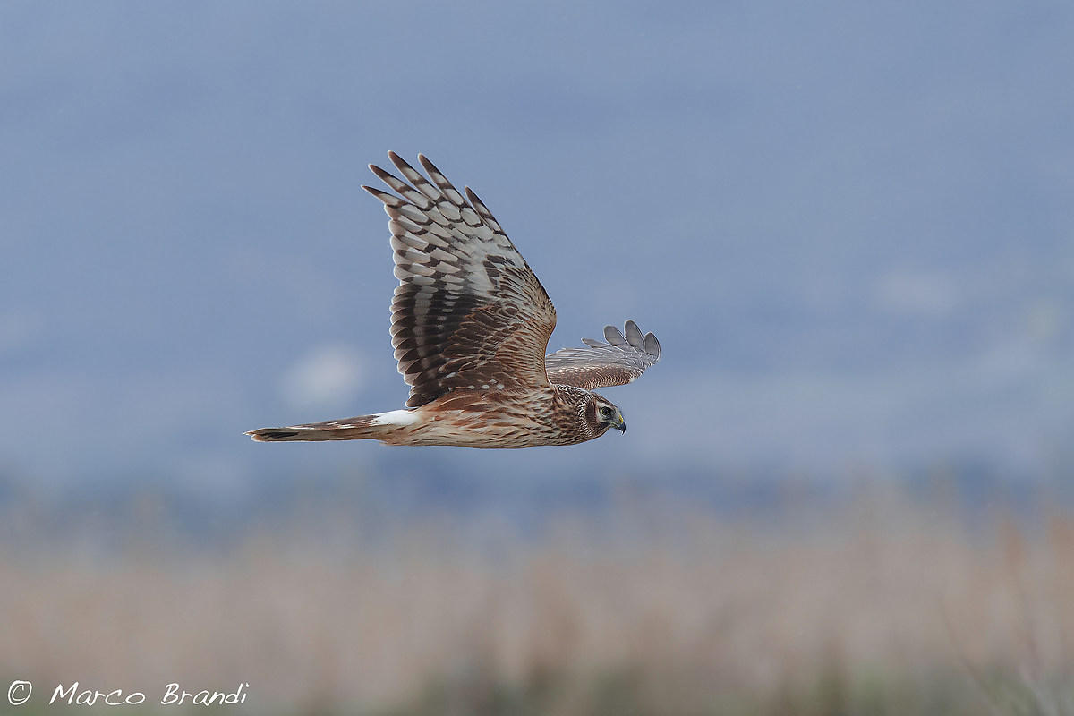 Albanella reale femmina in caccia
