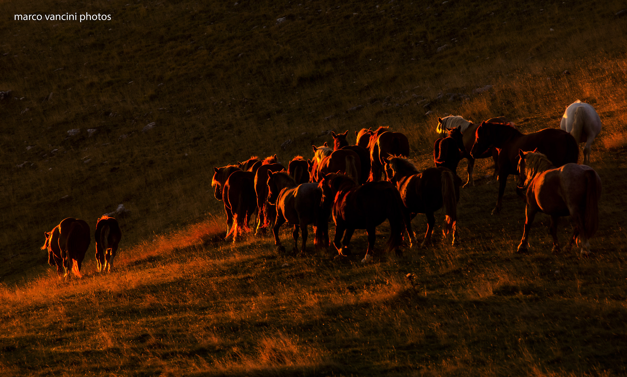 Cavalli al tramonto su Campo Imperatore