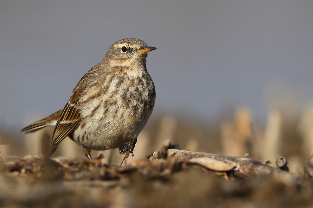 Pipit