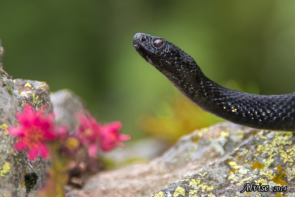 Vipera berus melanistic