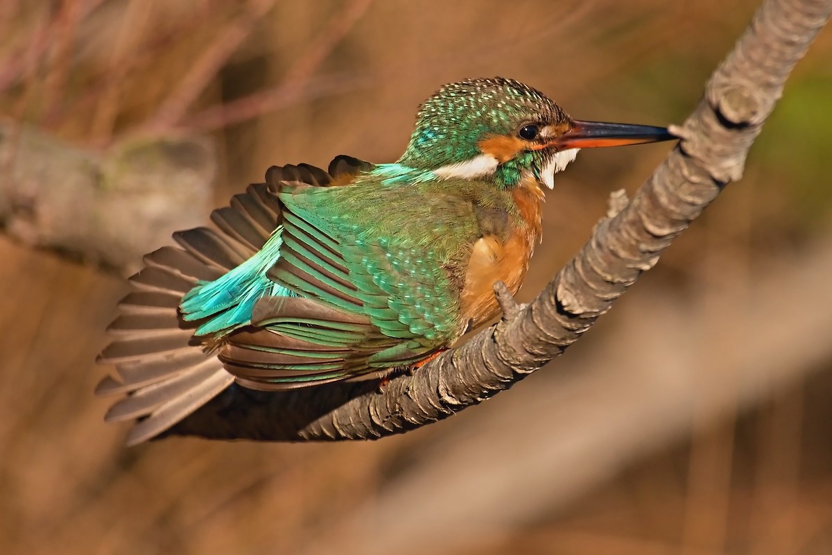 The Martino makes the Peacock