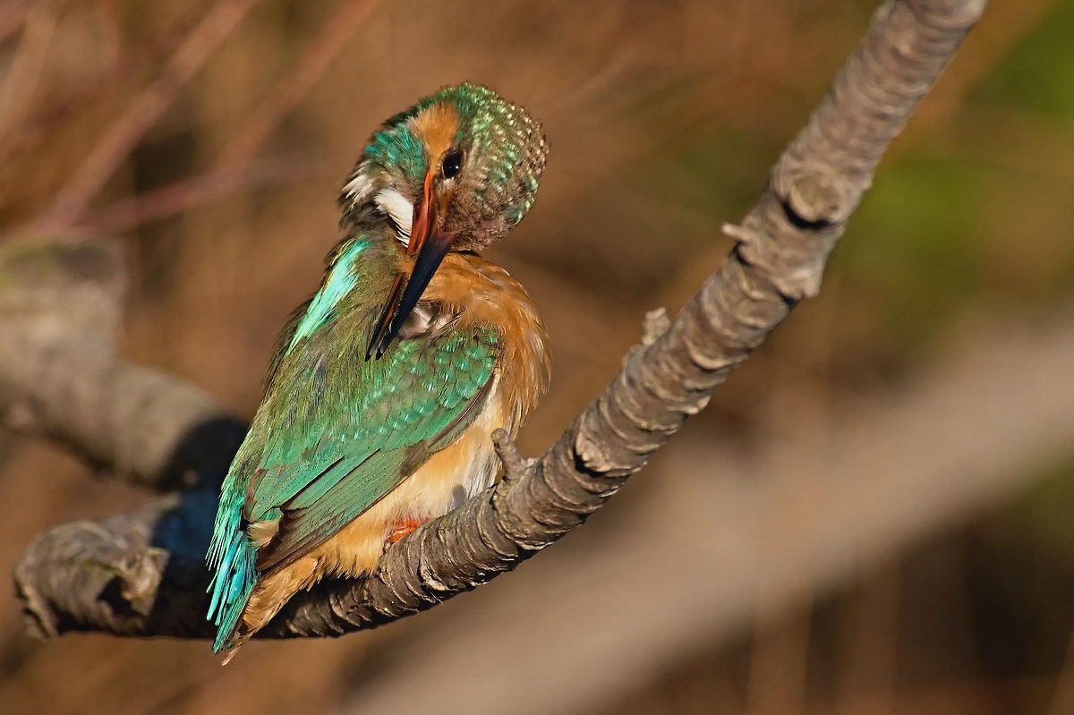 The care of the plumage