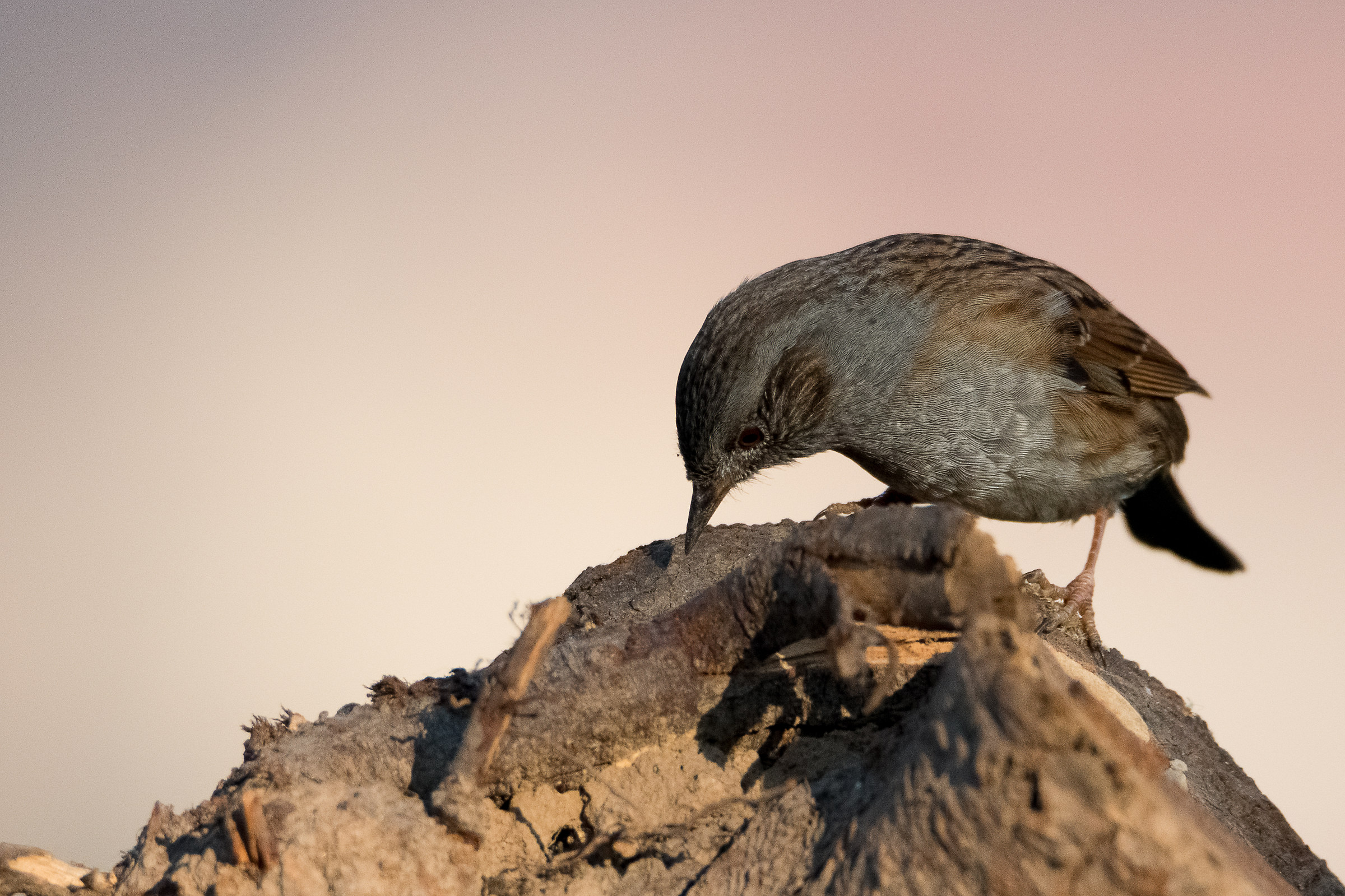 Passera Scopaiola ..