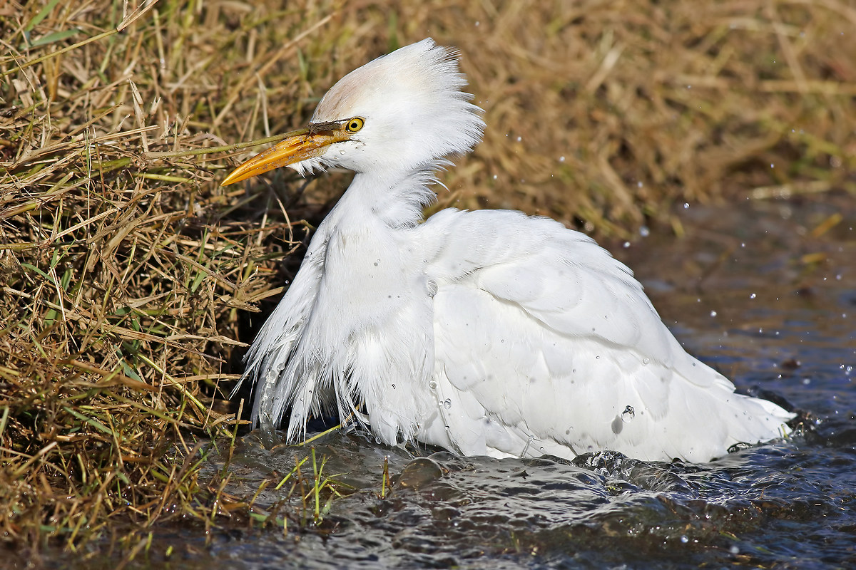 Cattle Egret in bathroom