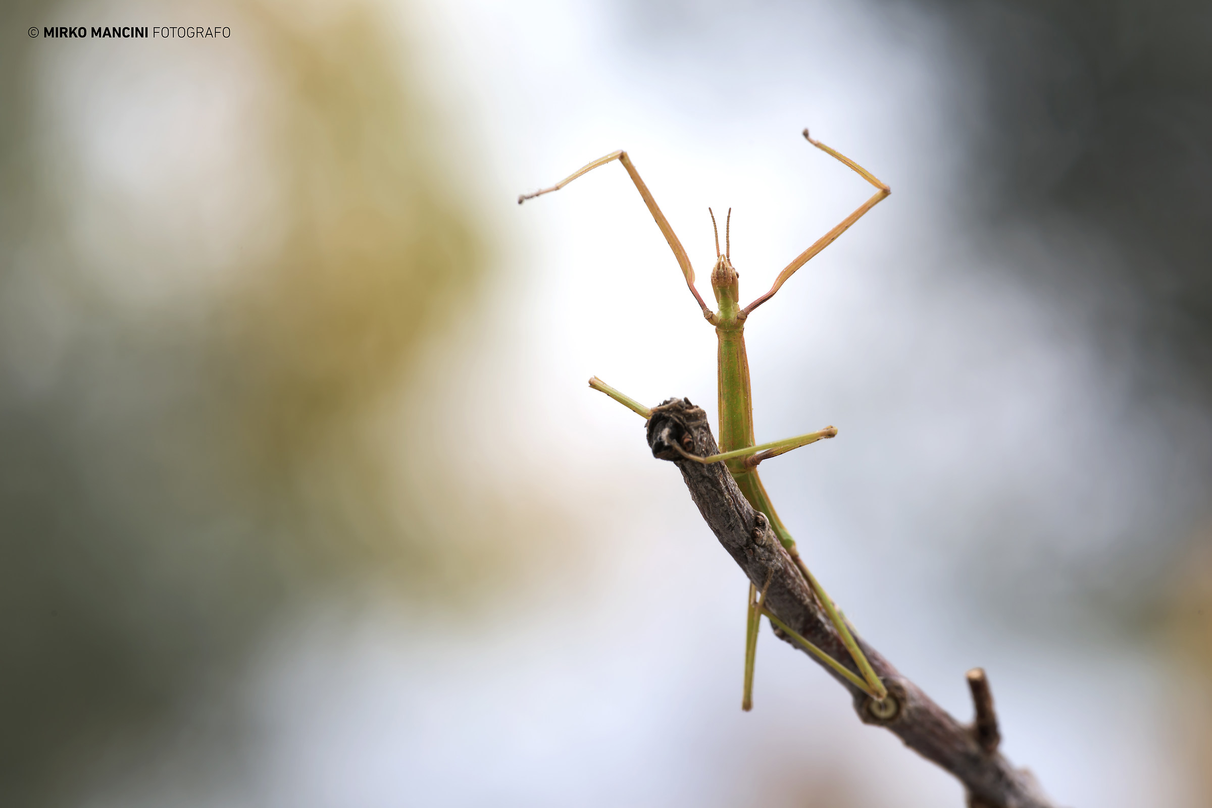 Stick insect