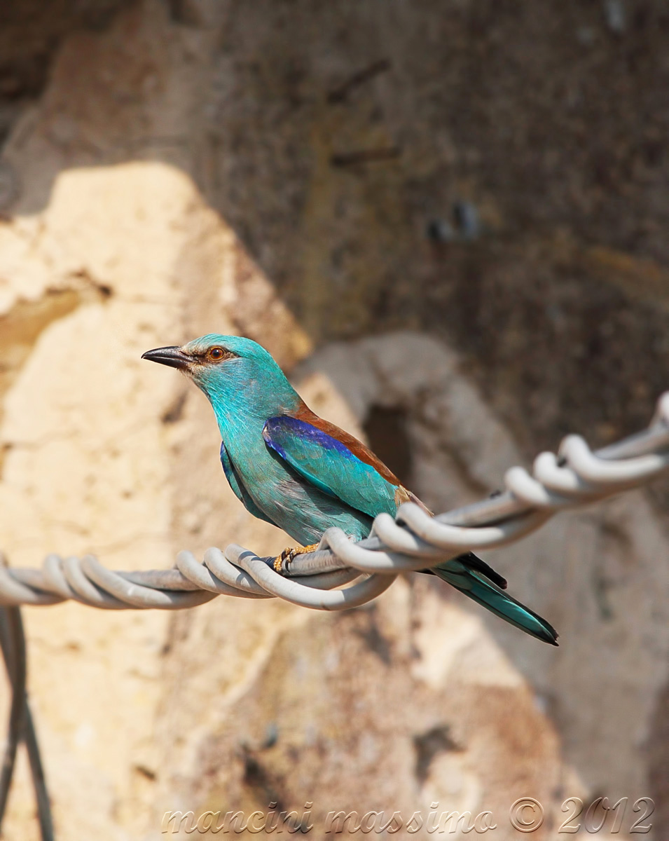 European roller