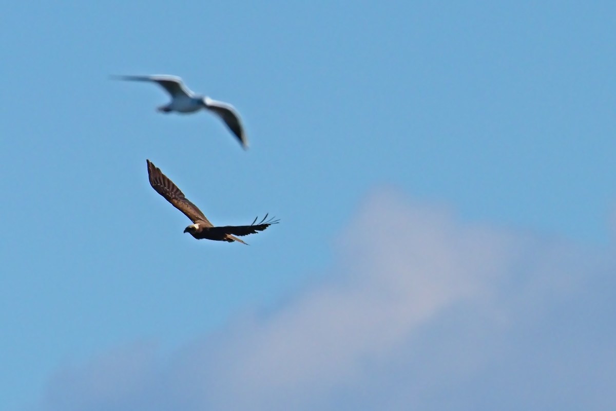 The Hawk and the Seagull