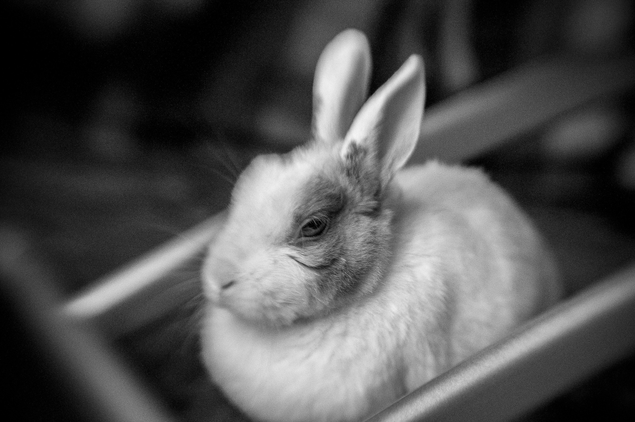 Gigiona model for a day