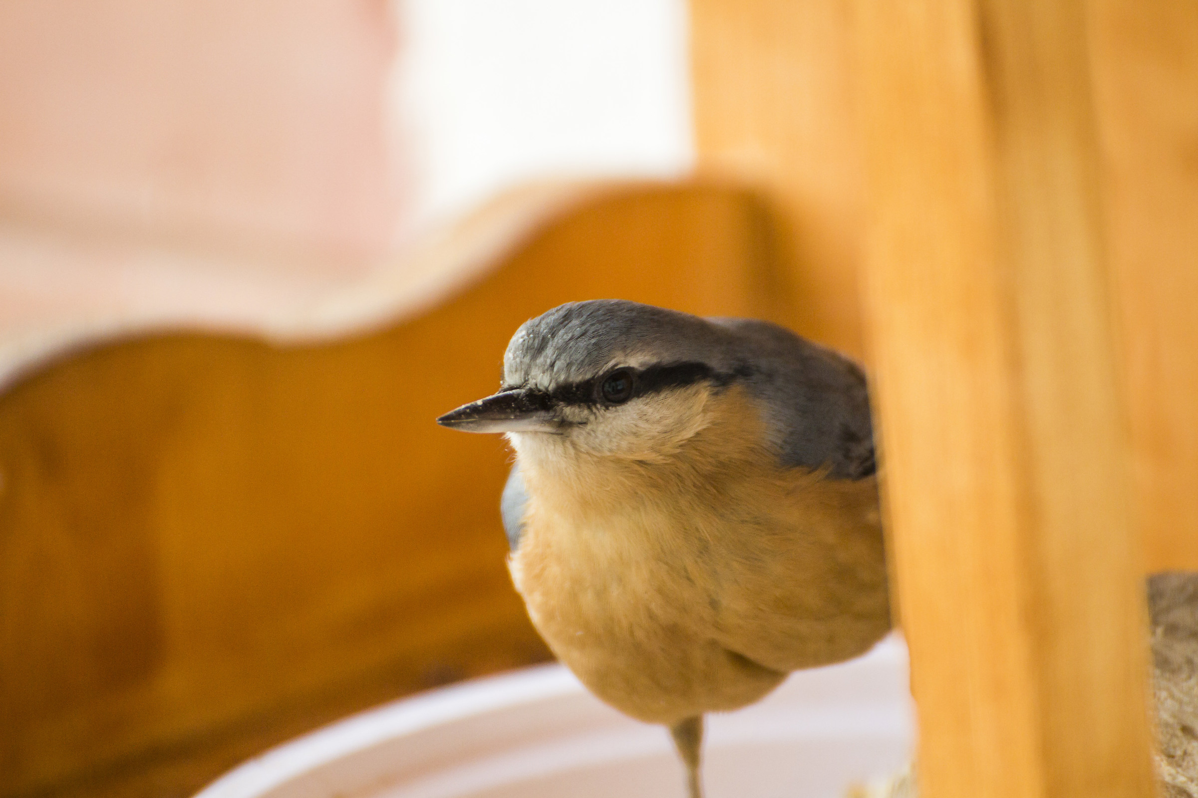 Nuthatch
