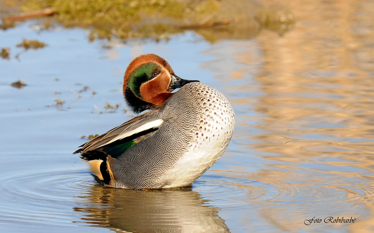 Un Do di petto......