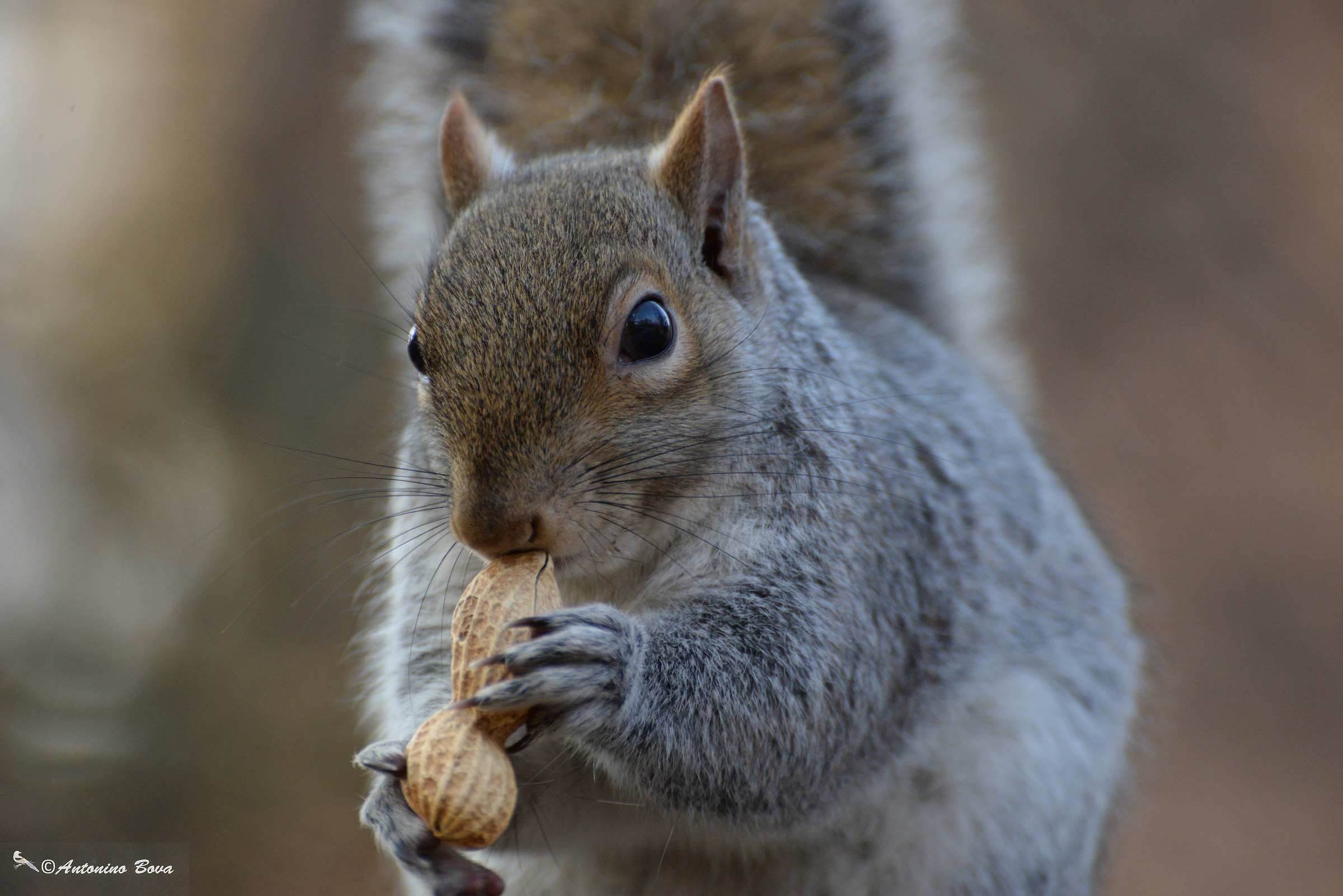 Squirrel with peanut