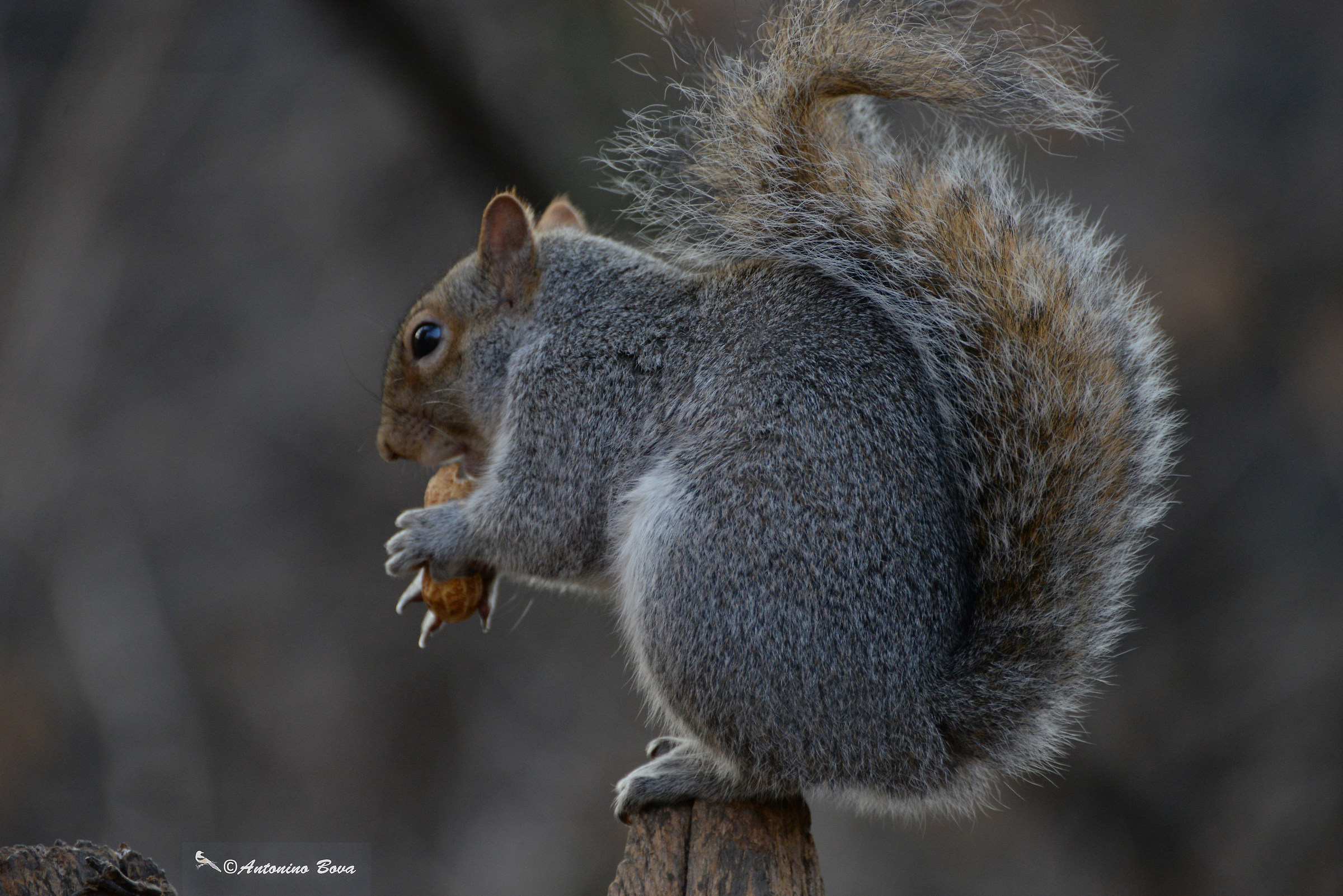 squirrel insatiable
