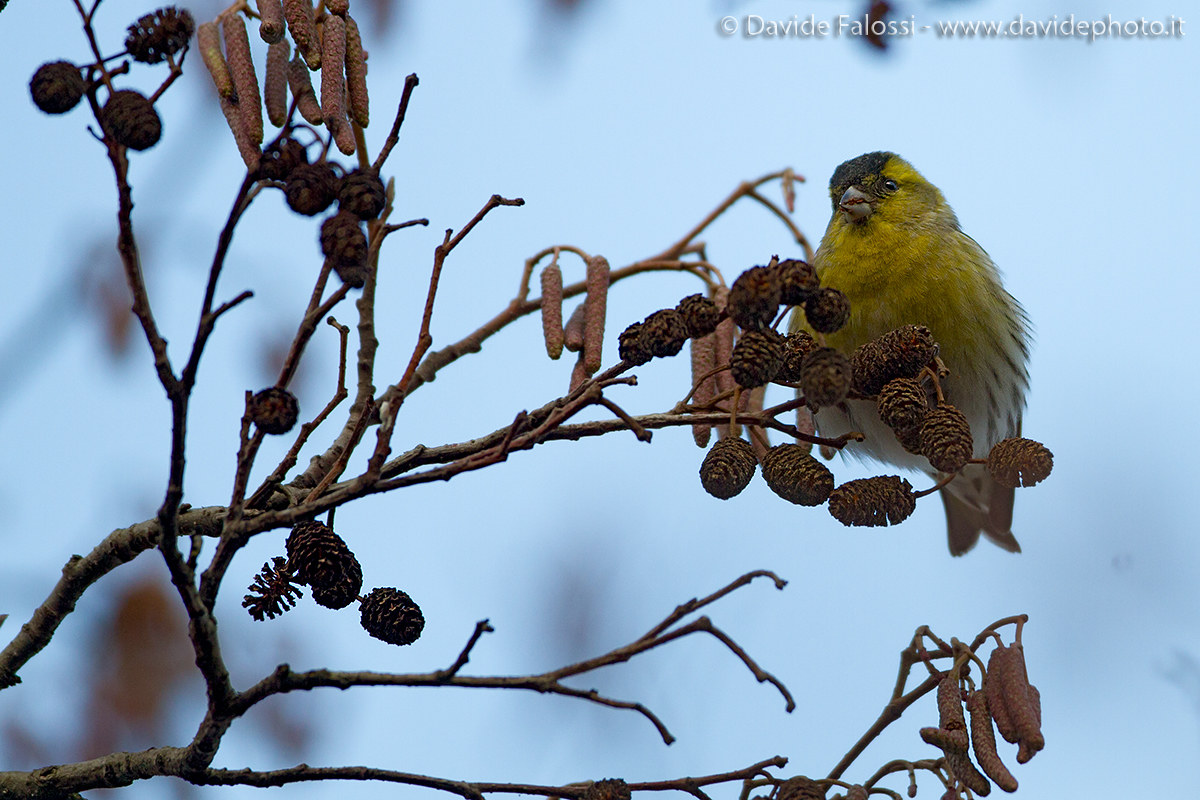 Siskin winter