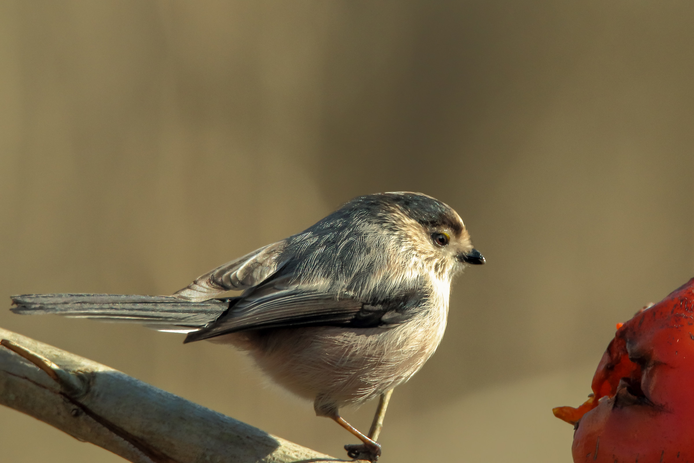 But What Mangiata Boys !!!!