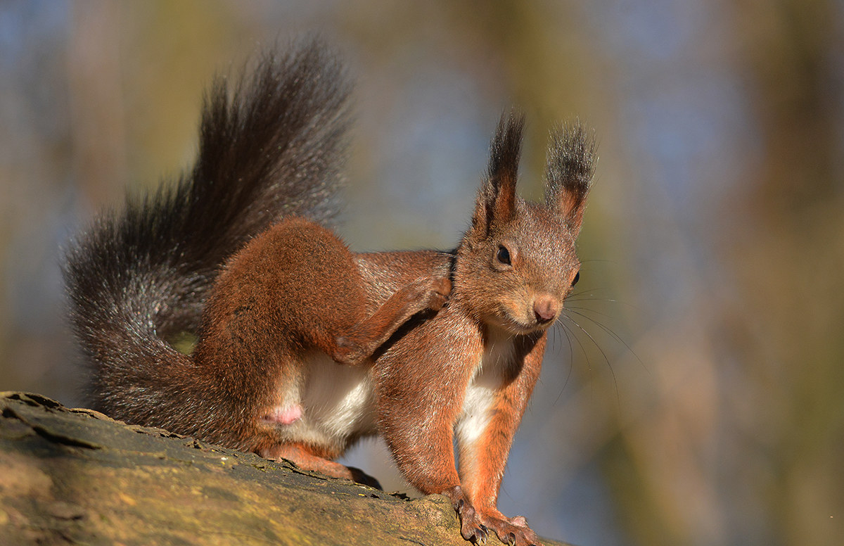 scoiattolo ,  finalmente un po' di relax