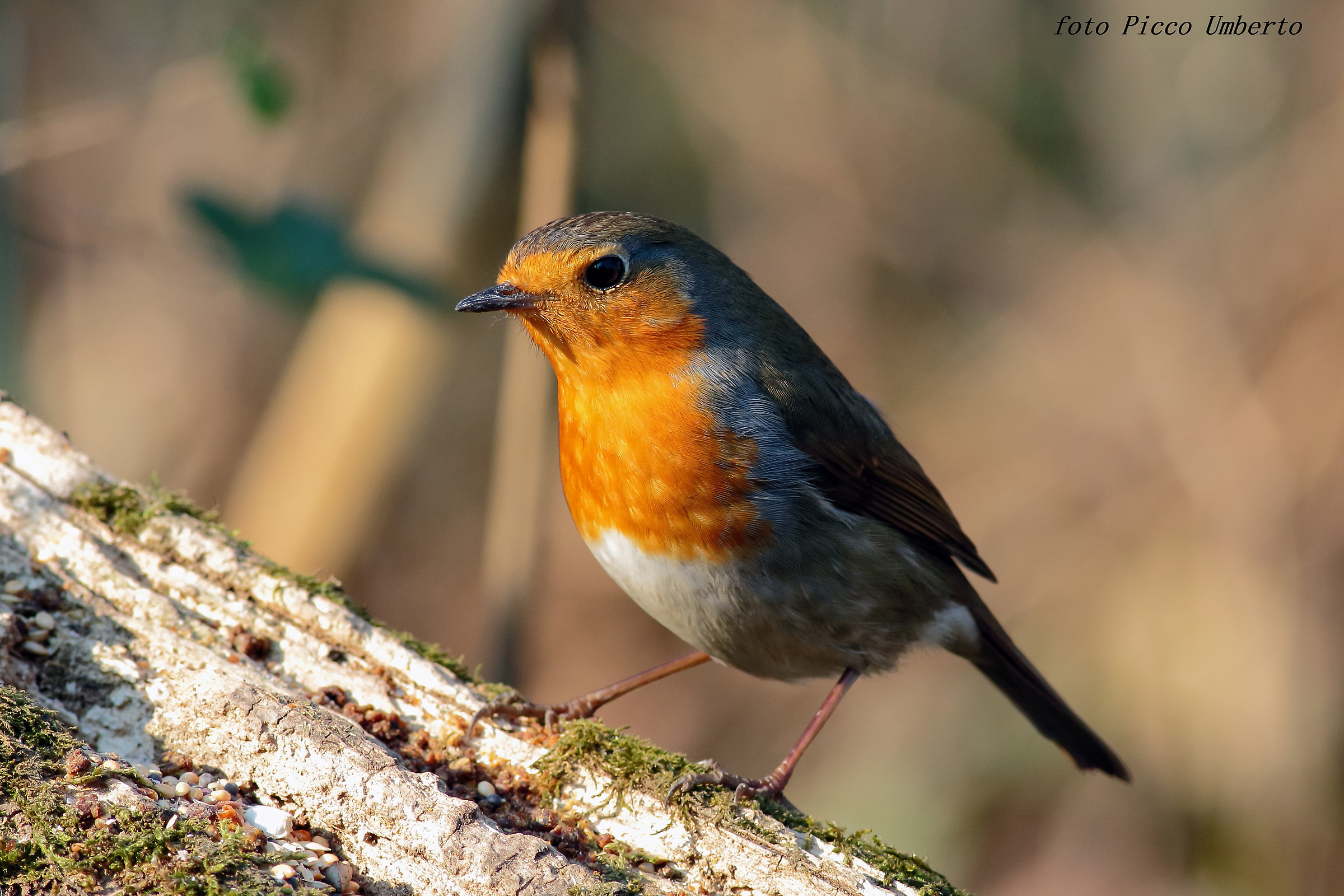 robin