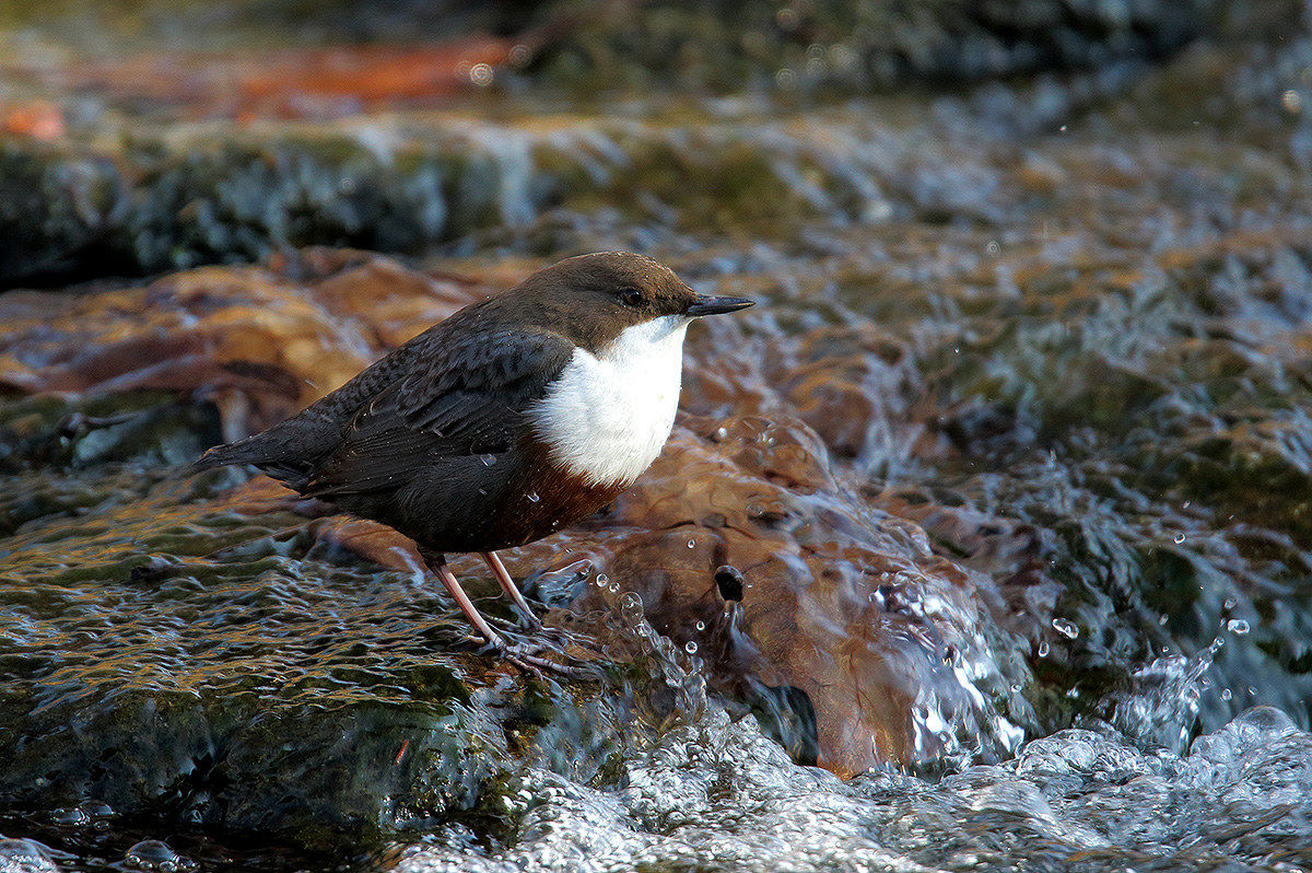 dipper