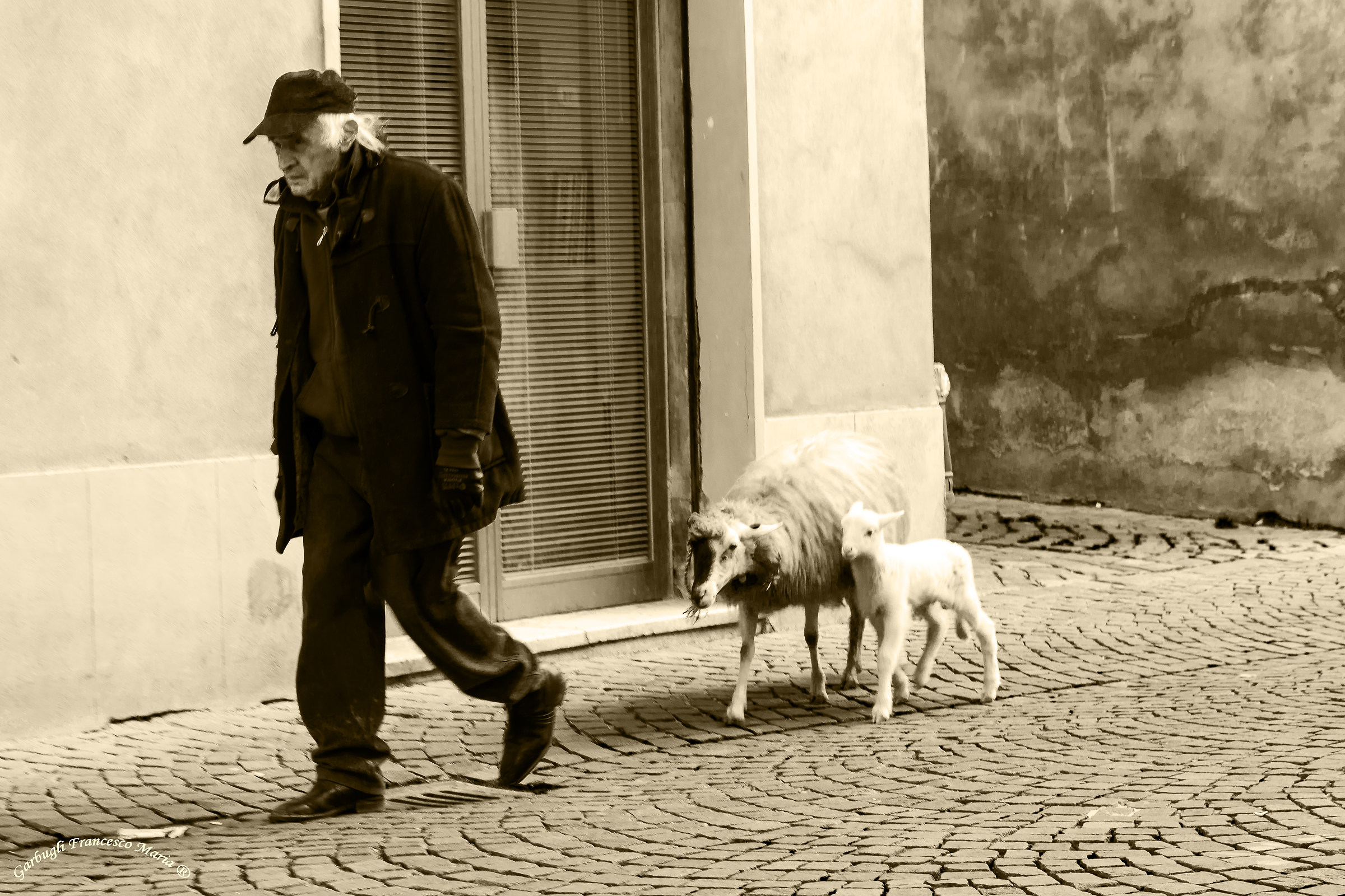 THE pastor falls in the city .. to bless his flock