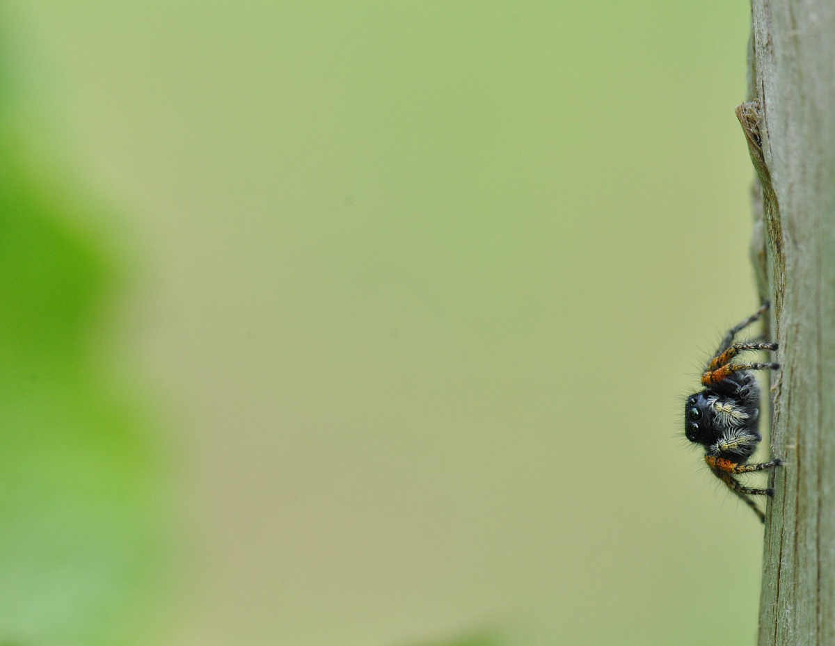 phylaeus chrysops (credo)