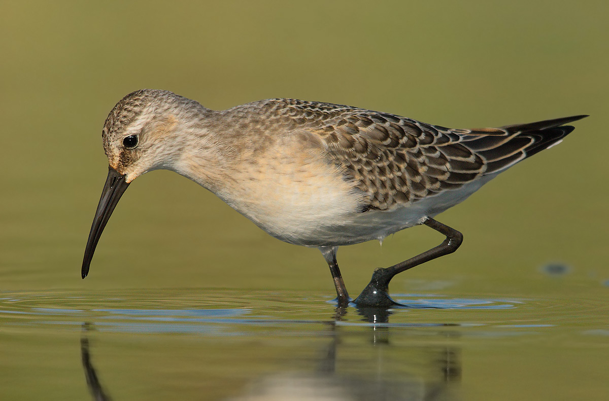sandpiper