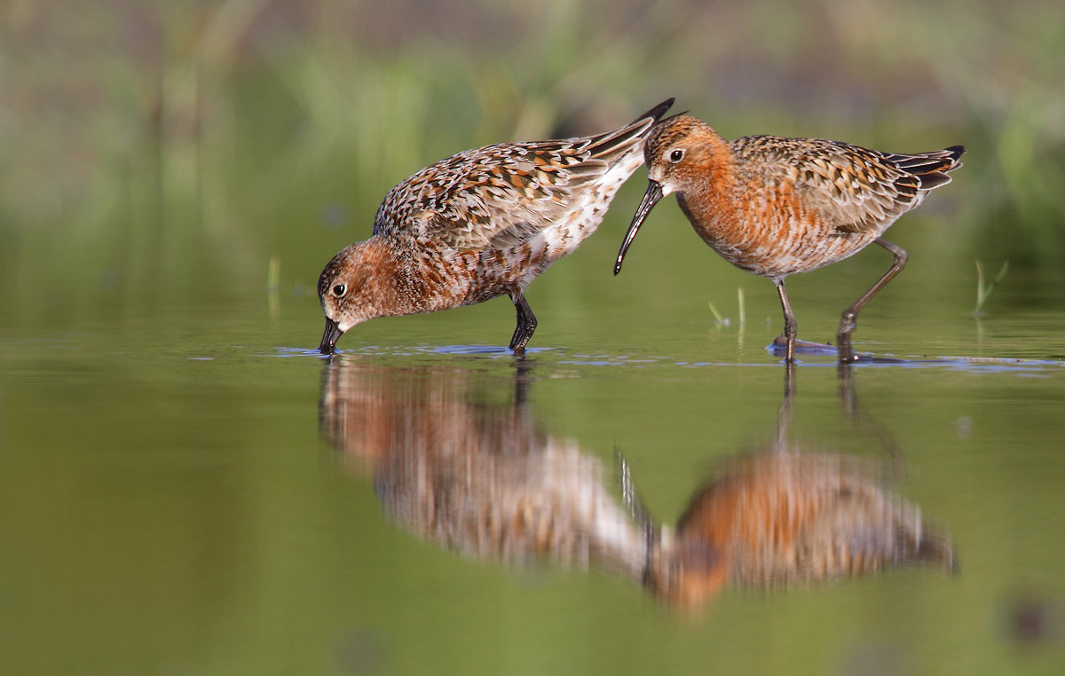 sandpipers
