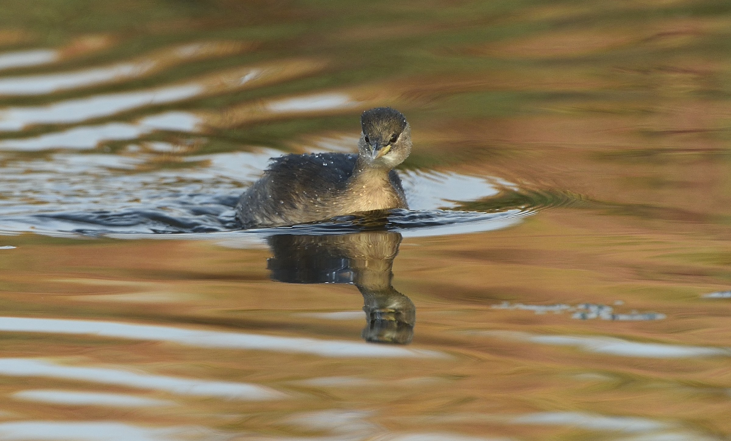 Little Grebe