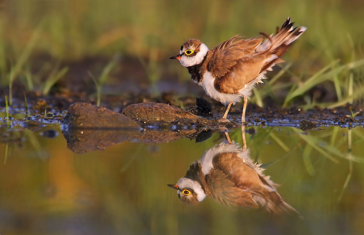 little ringed plover