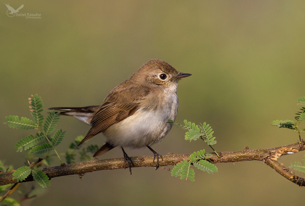 Red Breasted Flycatcher#2