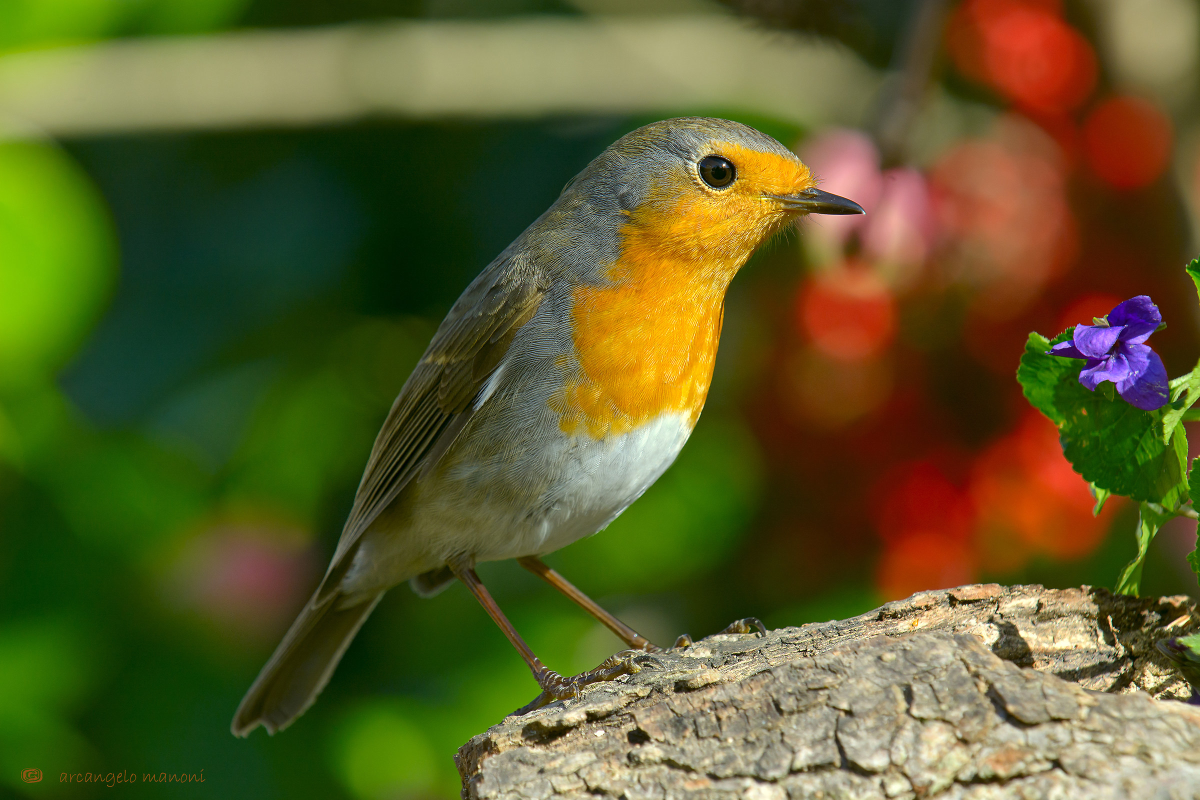 The robin and violets