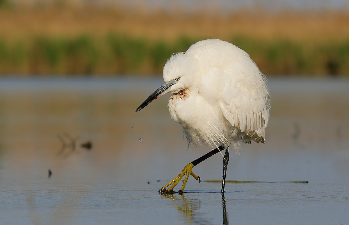 egret