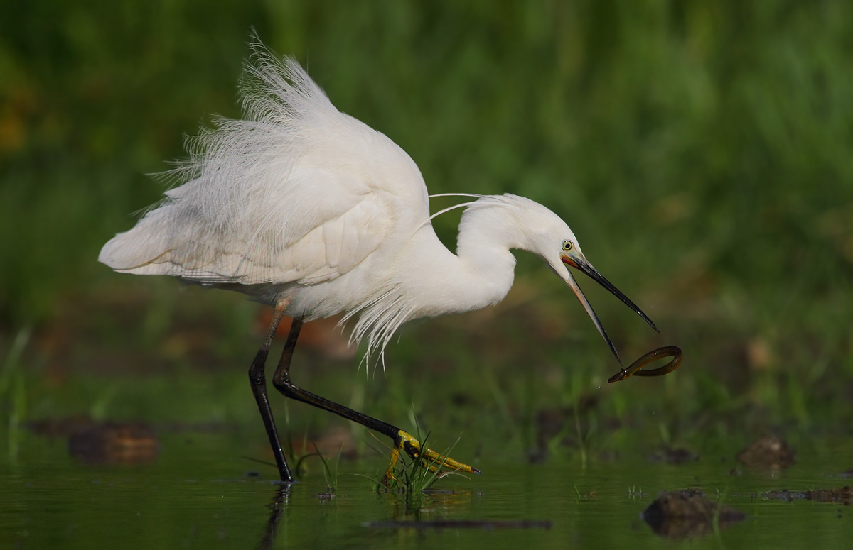 egret