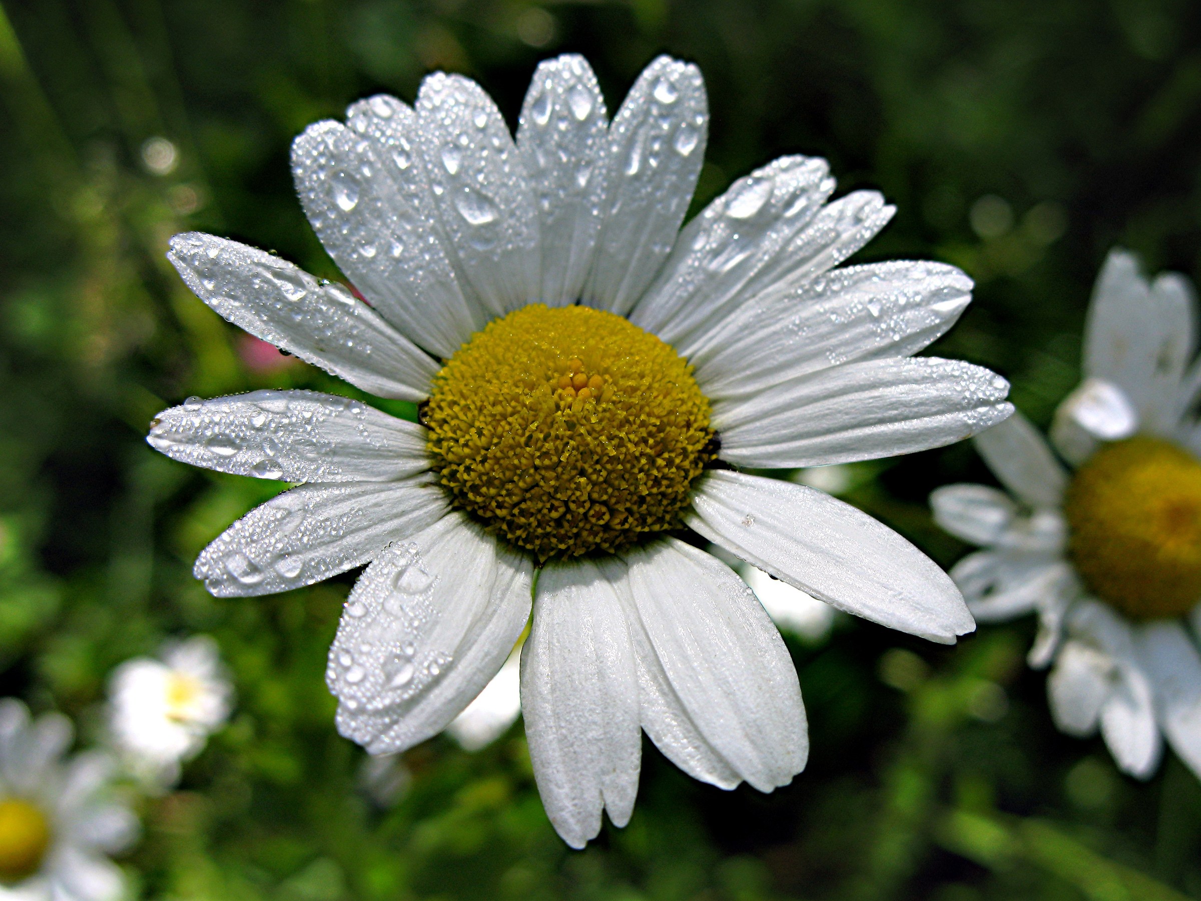 Margherita dei prati