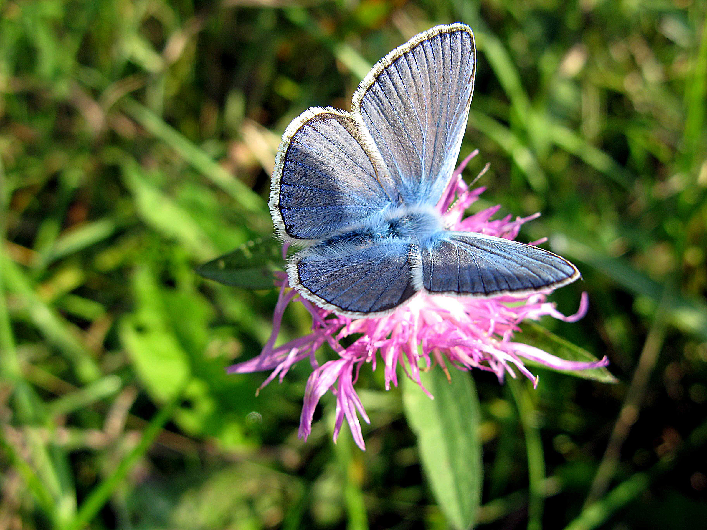 Polyommatus damon