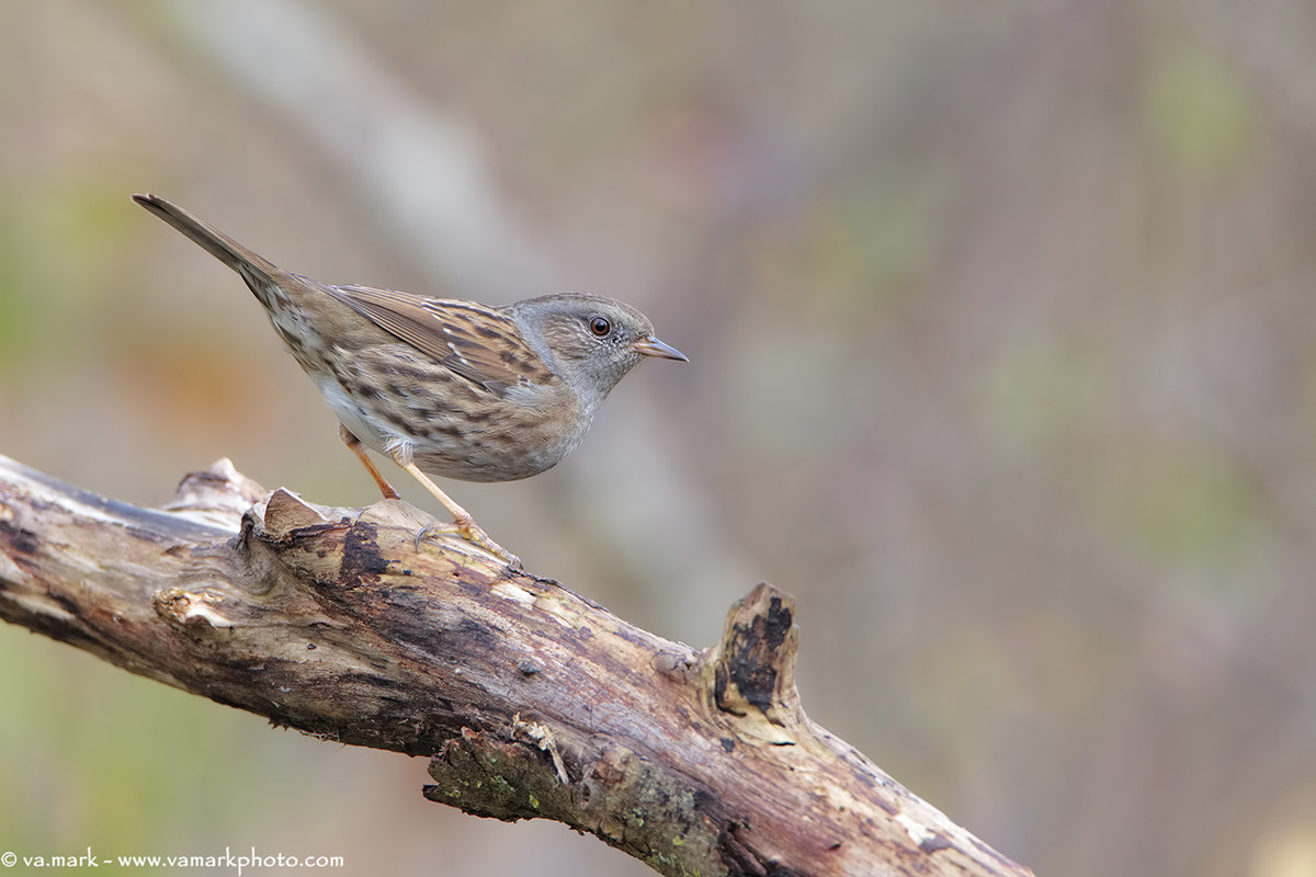 Dunnock