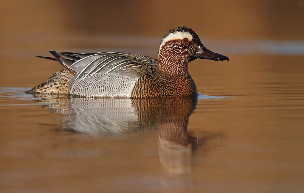 Garganey