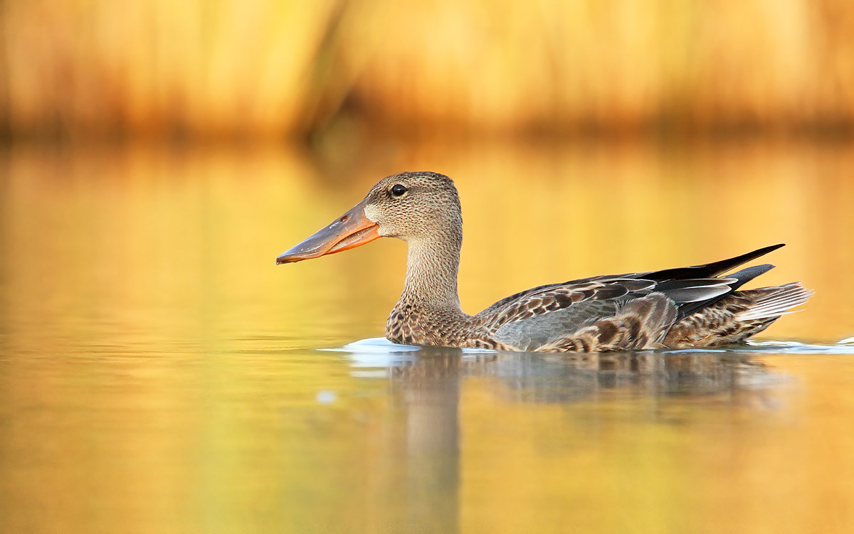 female shoveler
