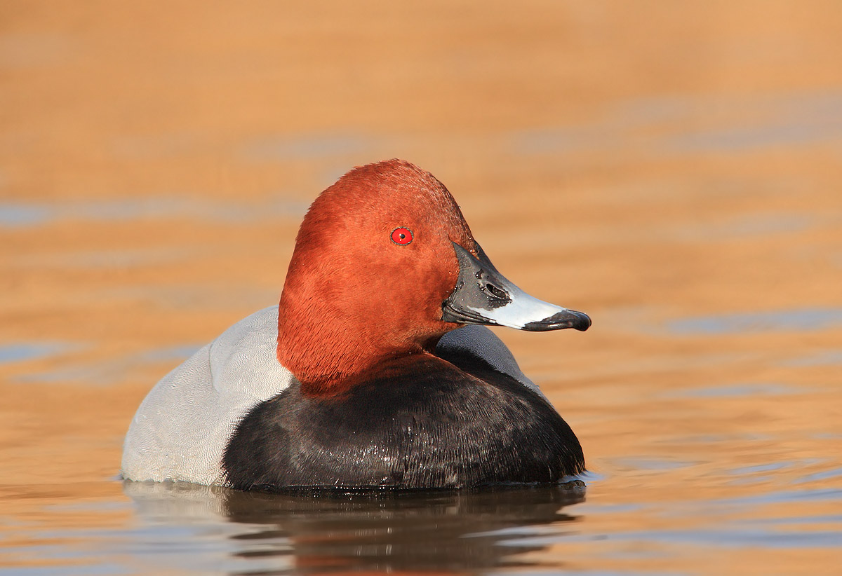 Pochard