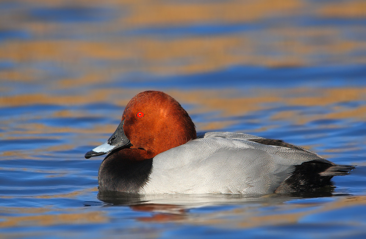 Pochard