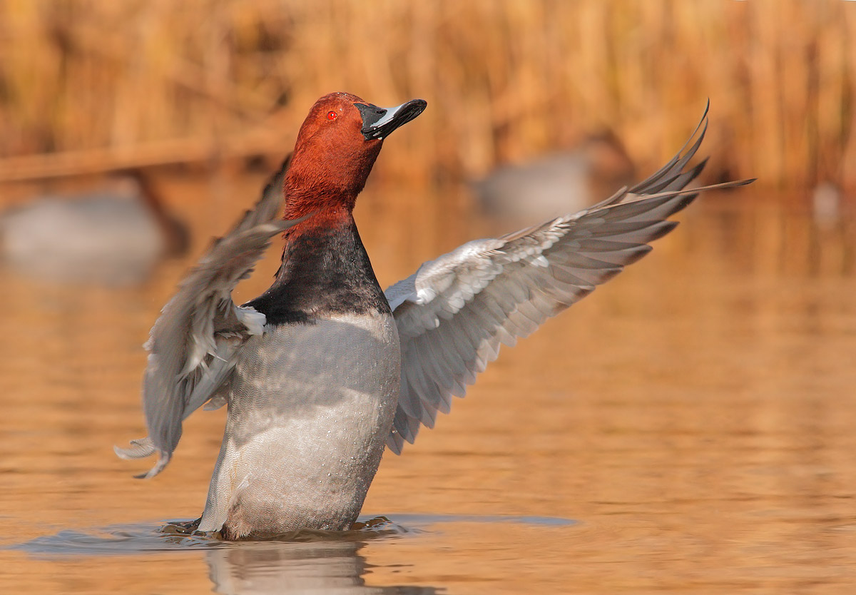 Pochard