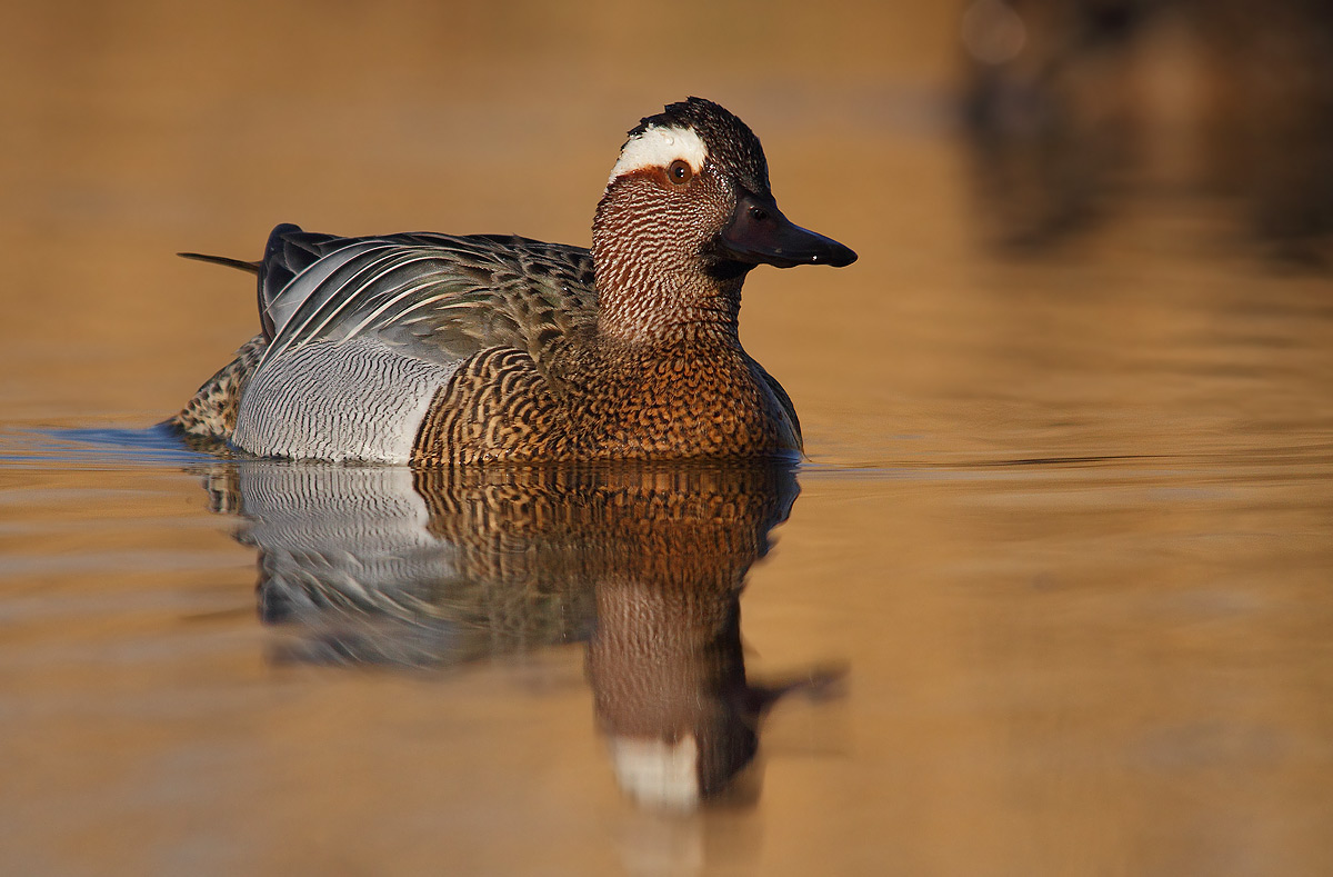 Garganey