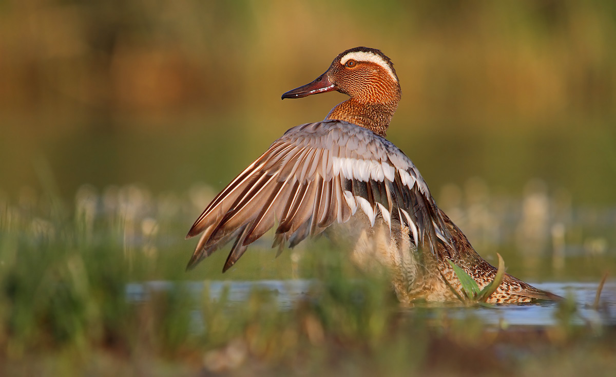 Garganey