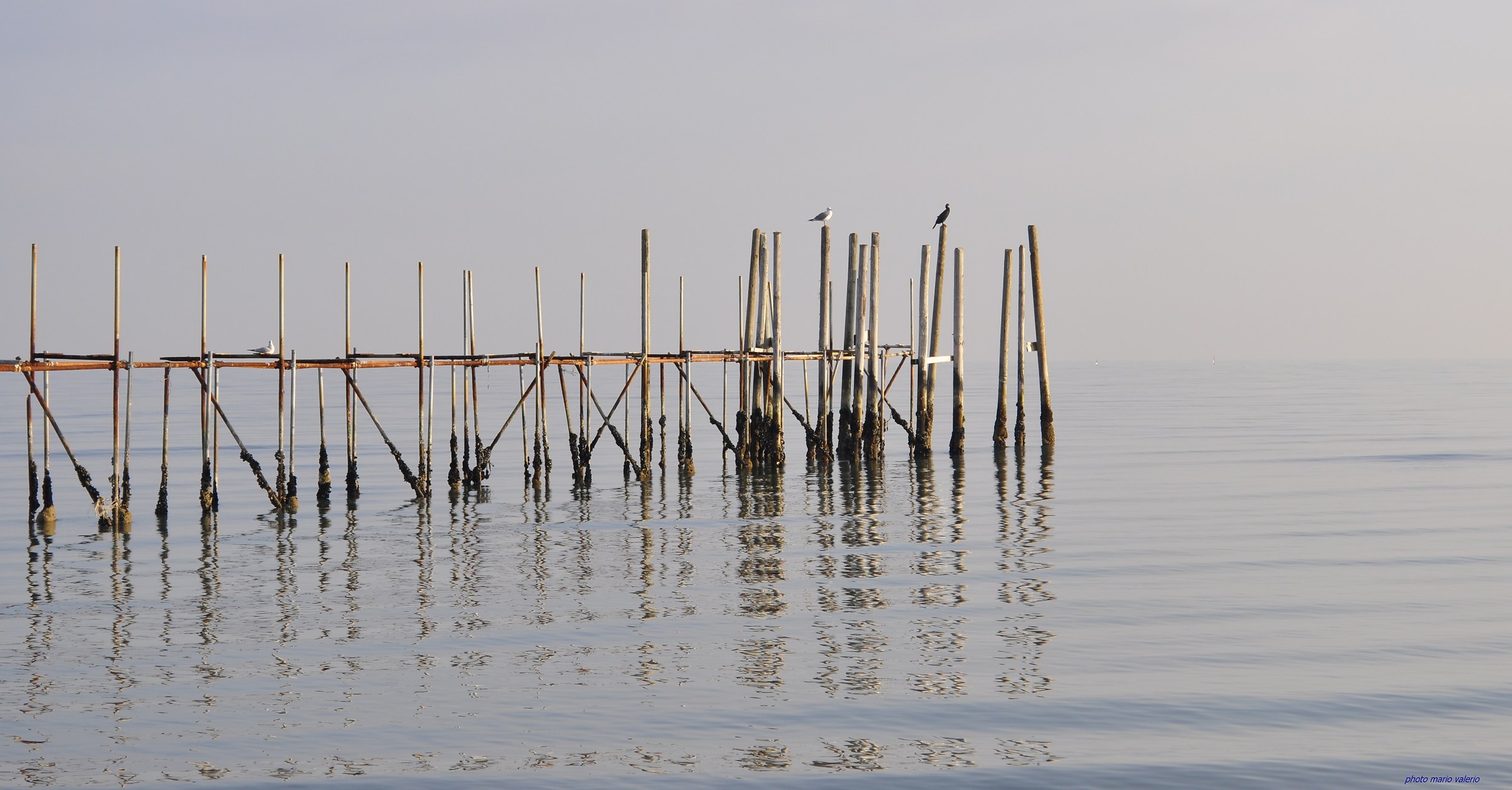 il gabbiano e il cormorano