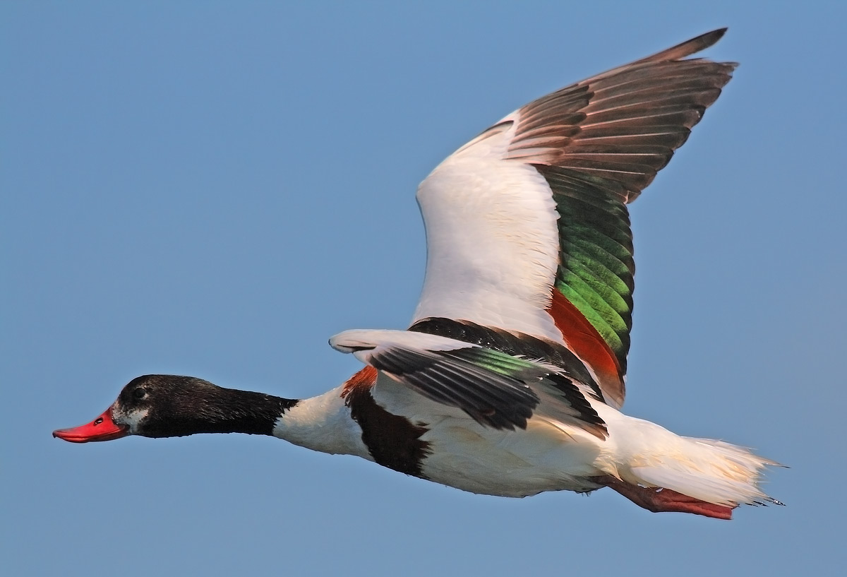 shelduck