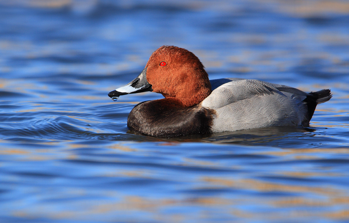 Pochard