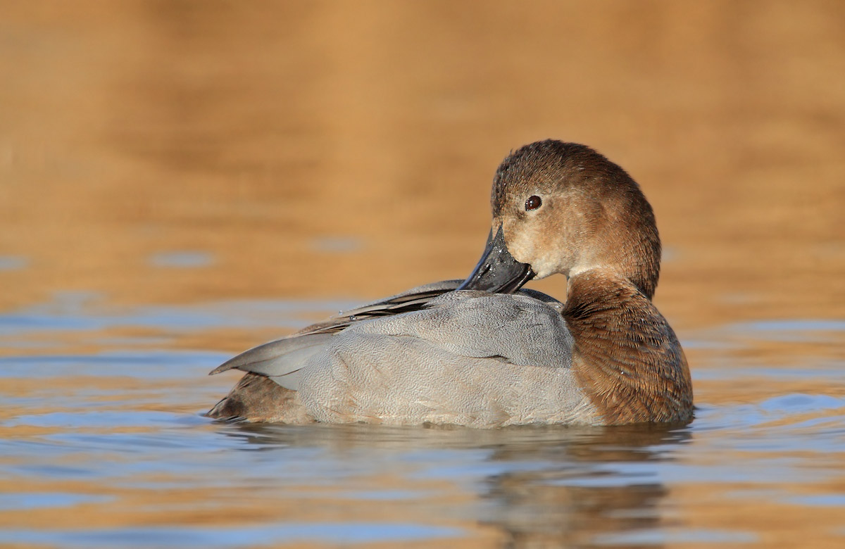female Pochard