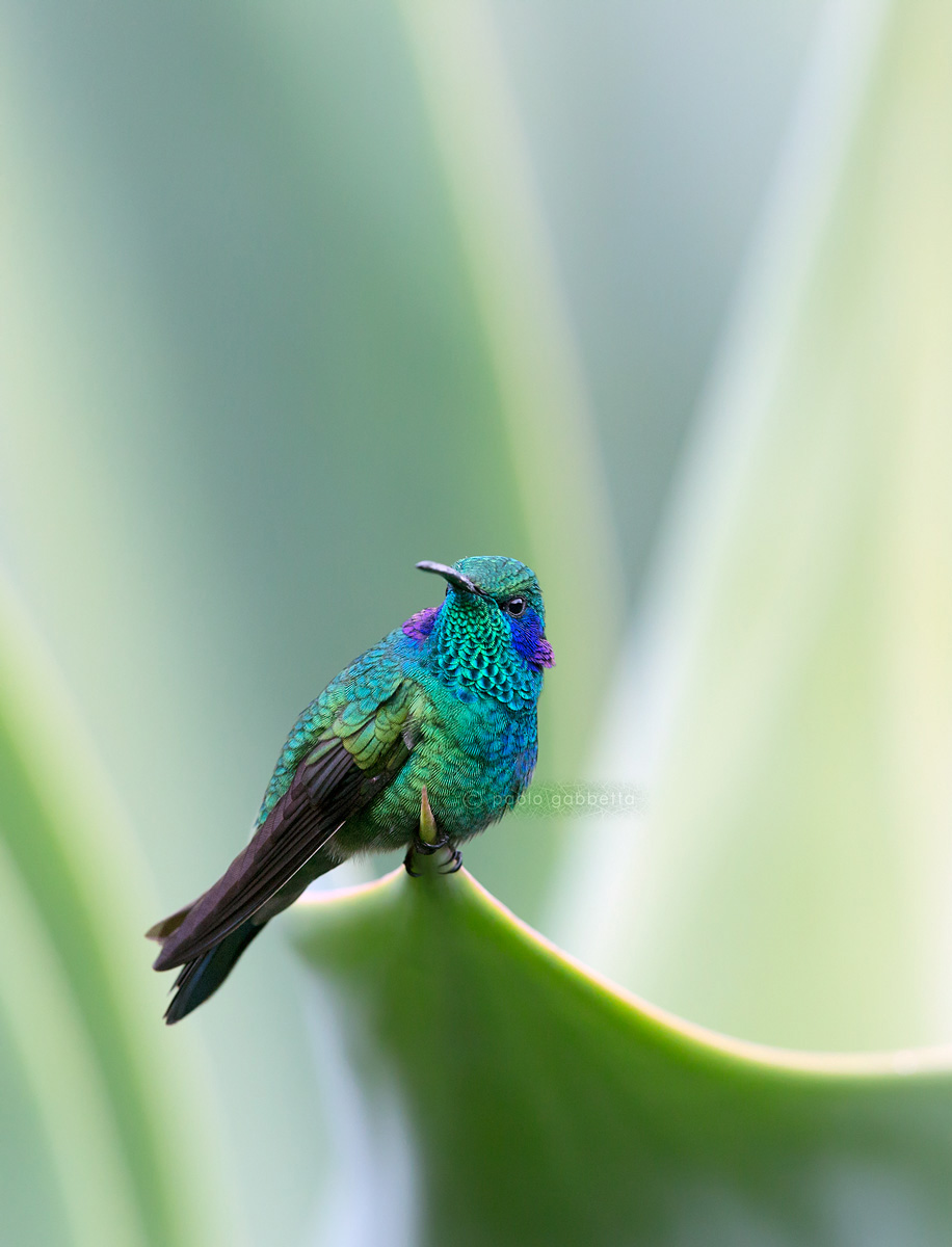 Colibrì orecchie viola talassino