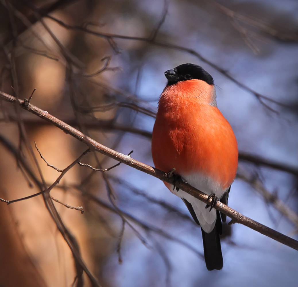 Bullfinch.
