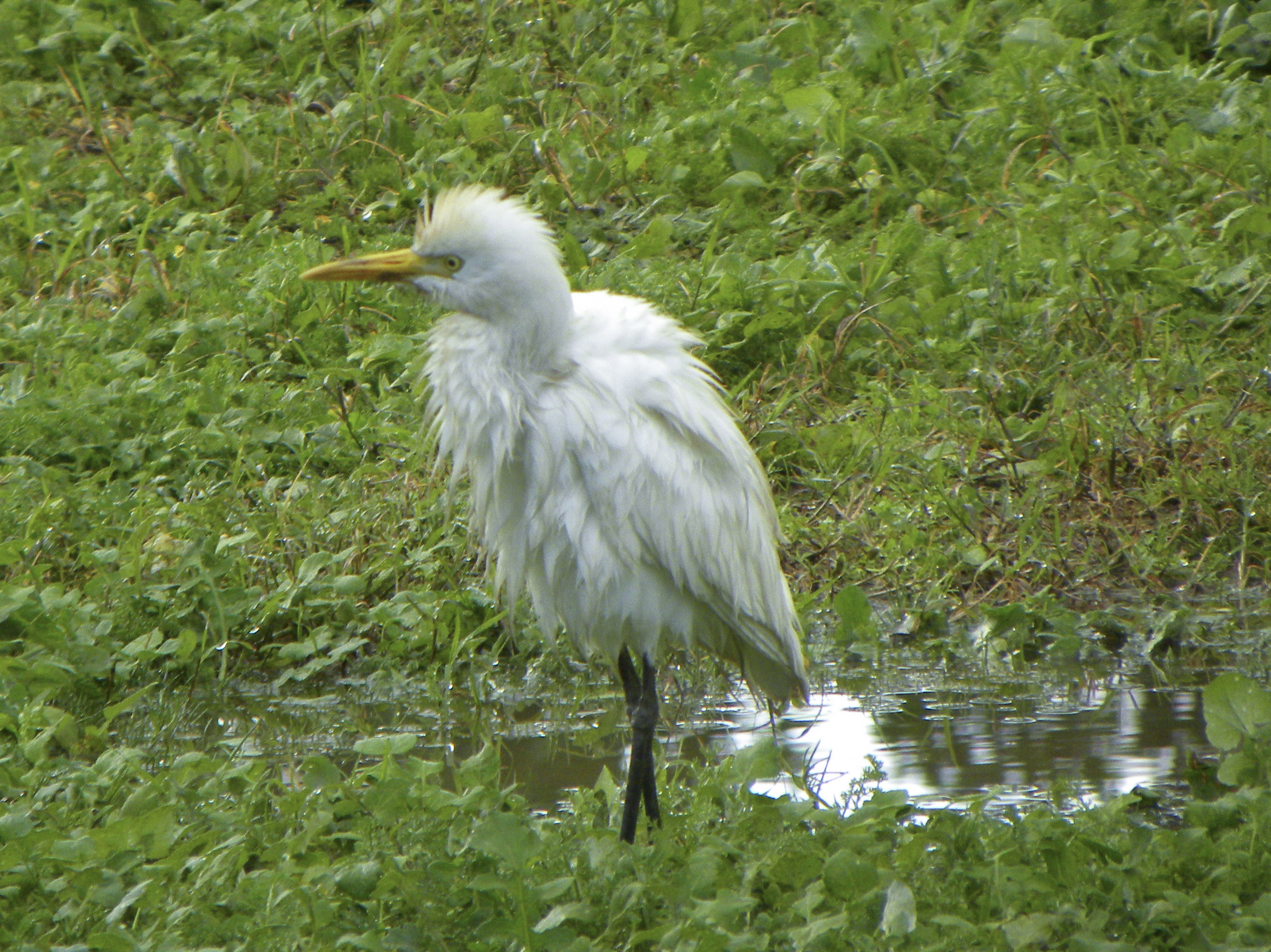 Bagnato come un pulcino...Ibis incontrato in Marocco