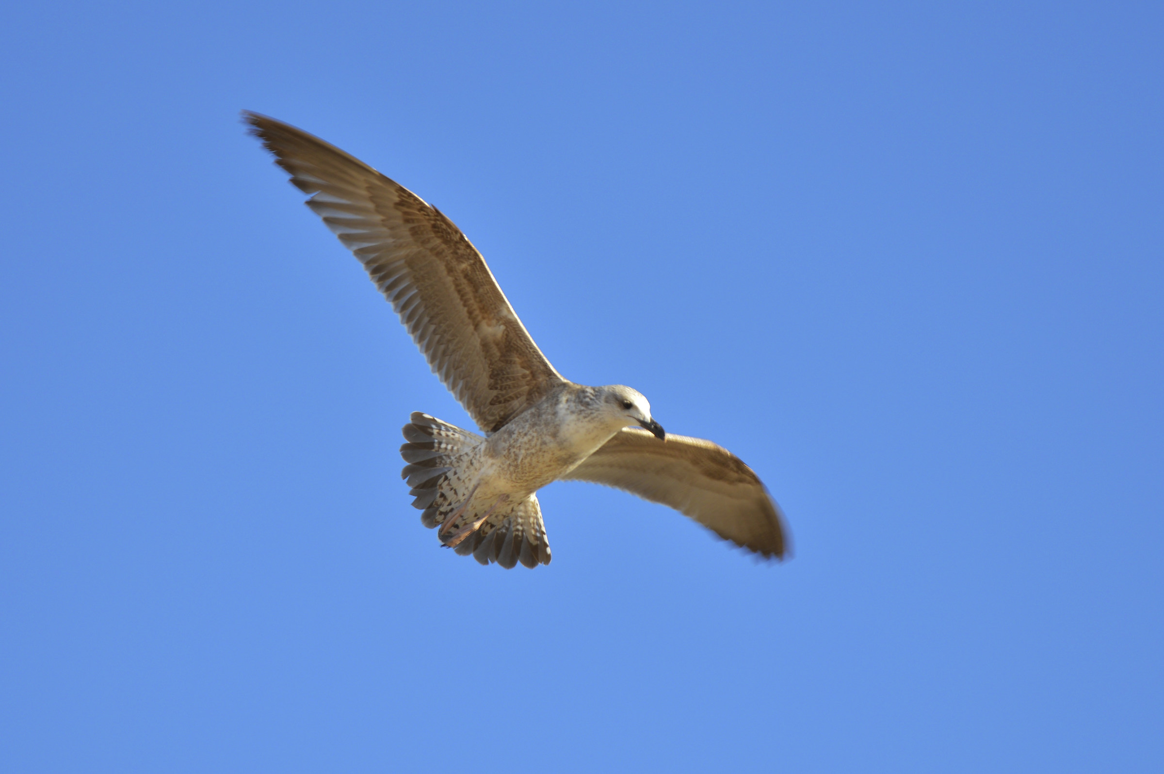 Gabbiano in volo, incontrato in Portogallo